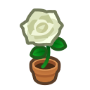 White Rose Plant