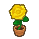 Yellow Rose Plant
