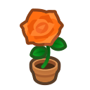 Orange Rose Plant