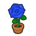 Blue Rose Plant