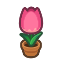 Pink Tulip Plant