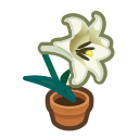 White Lily Plant