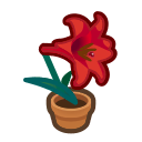 Red Lily Plant