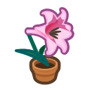 Pink Lily Plant