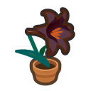 Black Lily Plant