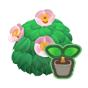 Pink Camellia Start