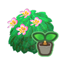 Pink Plumeria Start
