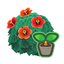 Red Hibiscus Start