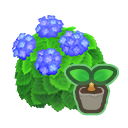 Blue Hydrangea Start
