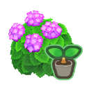 Pink Hydrangea Start